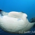 ray_manta_man_nmal_h_0158_mal2635.jpg